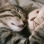 What Your Cat's Favorite Toy Says About Their Unique Personality