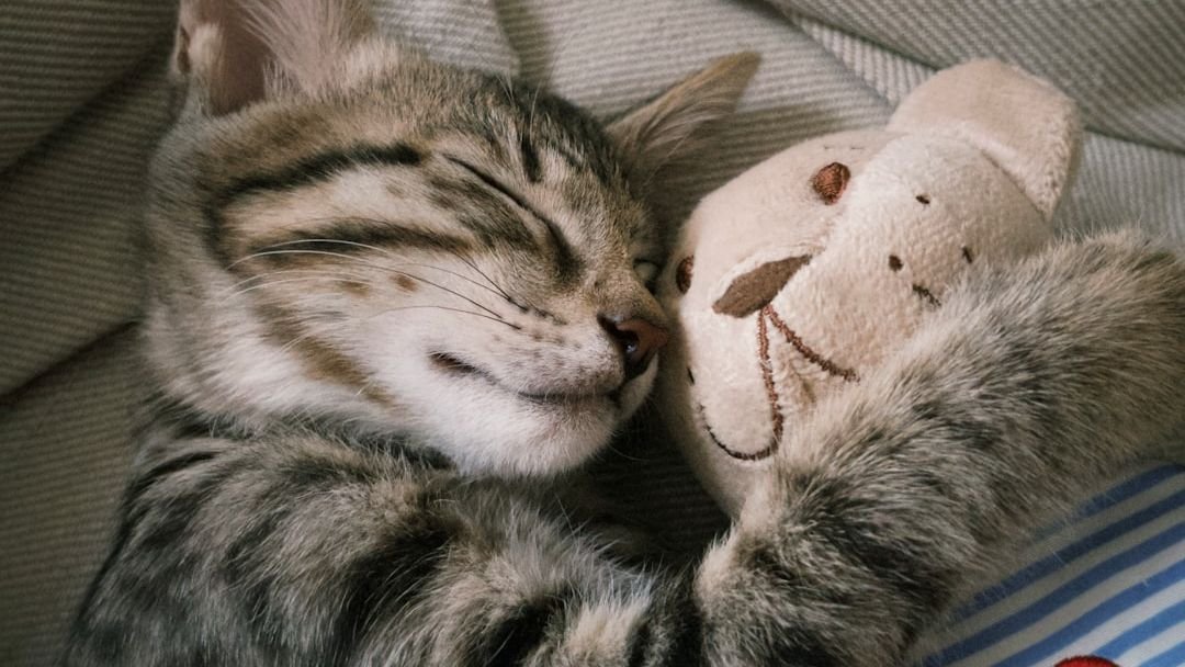 What Your Cat's Favorite Toy Says About Their Unique Personality
