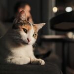 What Your Cat's Nightly Rituals Reveal About Their Love For You