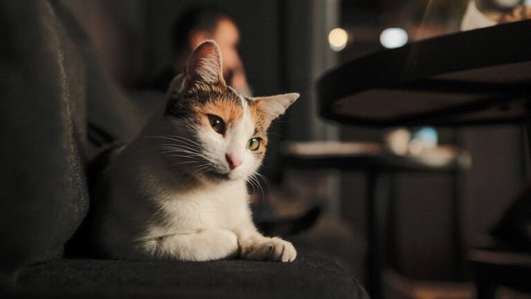 What Your Cat's Nightly Rituals Reveal About Their Love For You