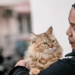 10 Heartwarming Ways Your Cat Brightens Your Day Without You Knowing