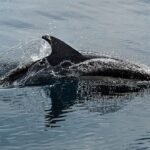 Mexico Ushers 350 Dolphins into Seaside Sanctuaries, Redefining Animal Welfare