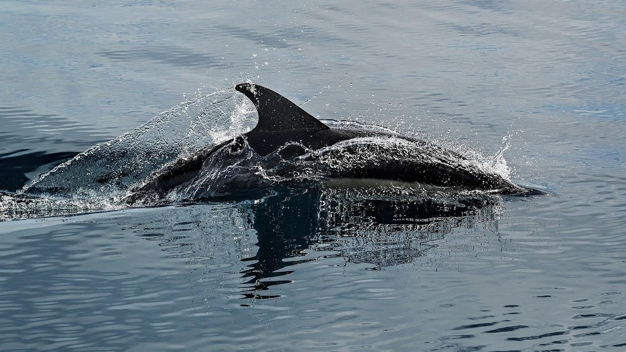 Mexico Ushers 350 Dolphins into Seaside Sanctuaries, Redefining Animal Welfare