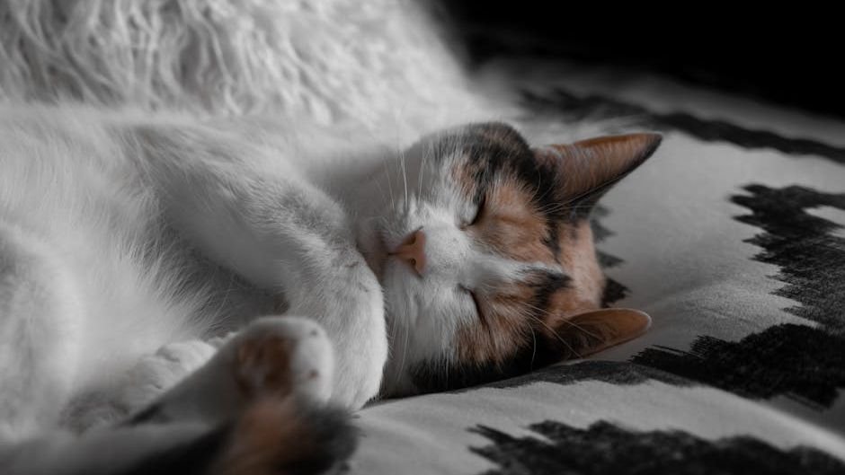Your Cat's Favorite Napping Spot Says More Than You Think