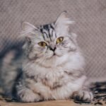 Cats Know What We're Thinking Long Before We Do