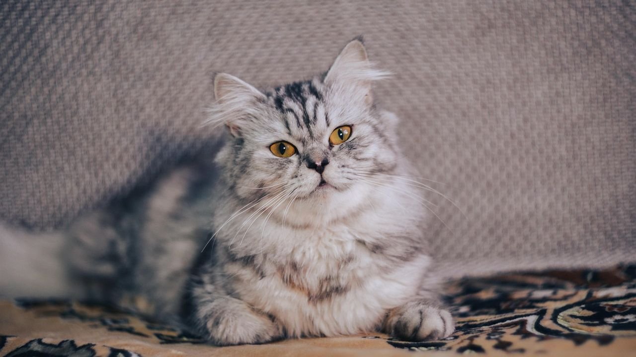 Cats Know What We're Thinking Long Before We Do