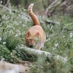 The Secret Language of Your Cat's Tail: Decoded