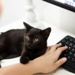 Why Your Cat Demands Attention Exactly When You're Busy