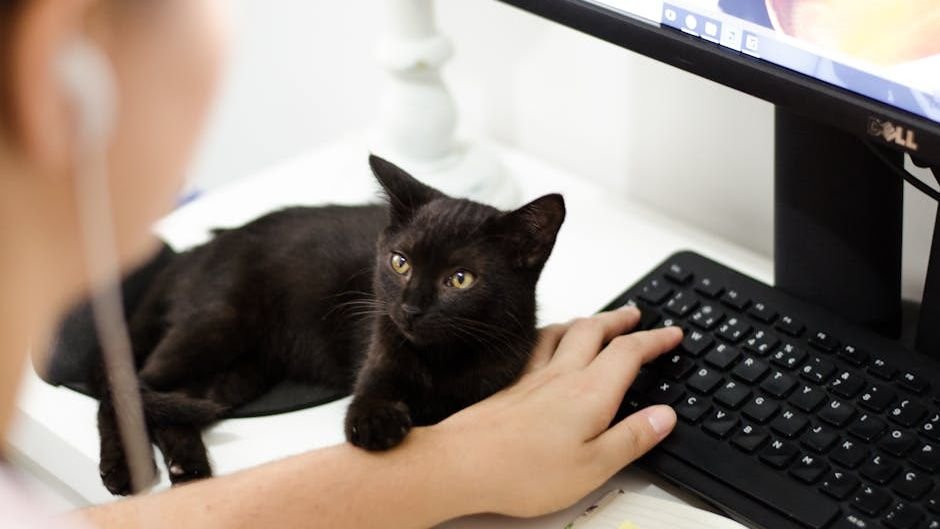 Why Your Cat Demands Attention Exactly When You're Busy