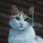 Cats Truly Have Nine Lives, And Here's What We Mean