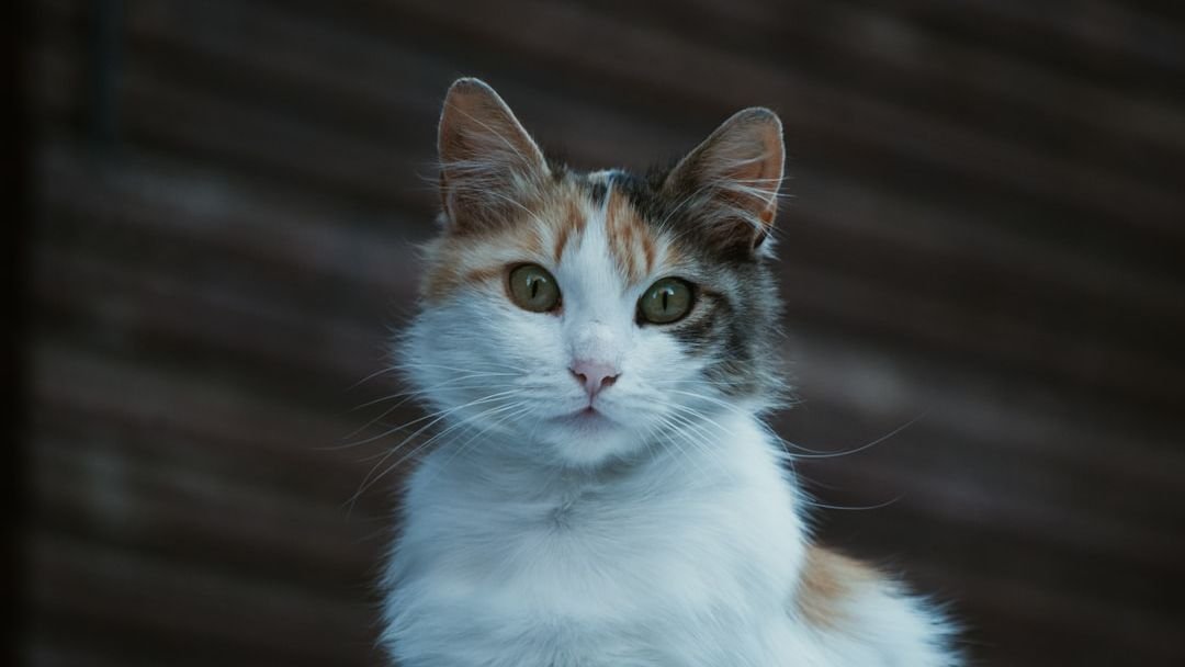 Cats Truly Have Nine Lives, And Here's What We Mean