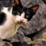 The Real Reason Your Cat Brings You 'Gifts' From Outside