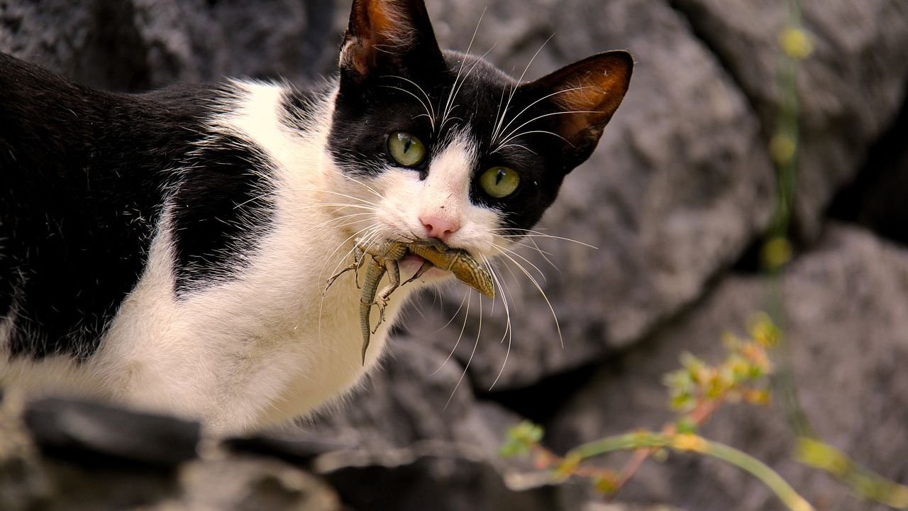 The Real Reason Your Cat Brings You 'Gifts' From Outside