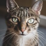 Cats Are Masters of Observation: They Miss Nothing