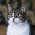 12 Amazing Facts About Cat Whiskers You Never Knew