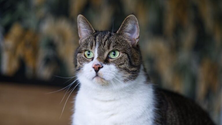 12 Amazing Facts About Cat Whiskers You Never Knew