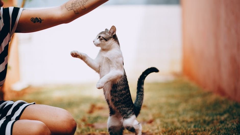 10 Clever Cat Tricks You Can Teach Your Feline Friend