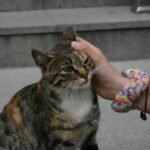 7 Myths About Feline Independence, Debunked by Science