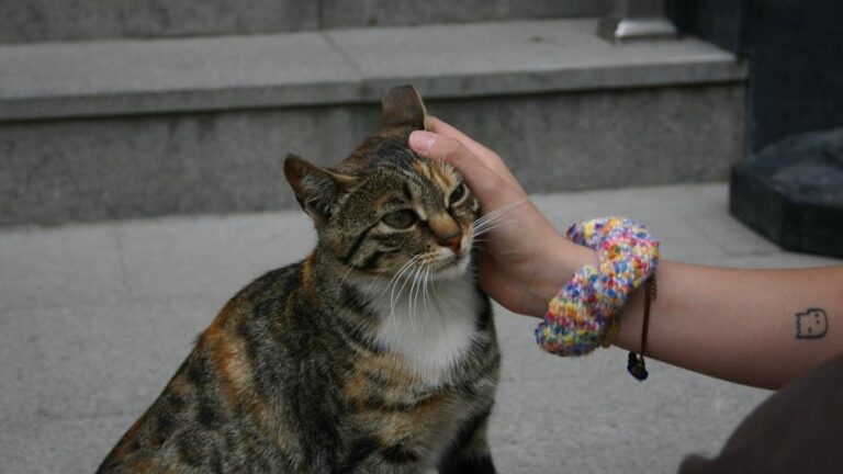 7 Myths About Feline Independence, Debunked by Science
