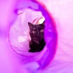 9 Cozy Cat Hiding Spots Your Feline Friend Will Adore