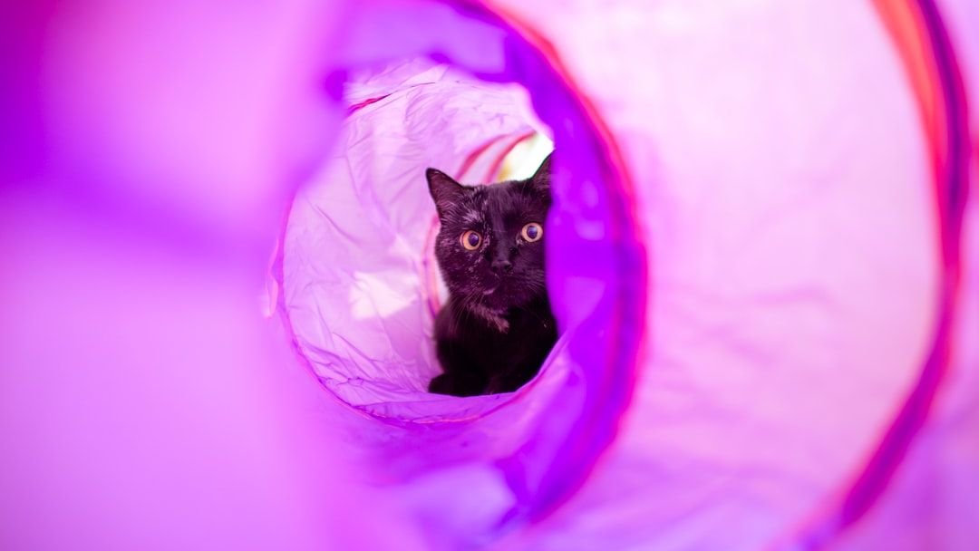 9 Cozy Cat Hiding Spots Your Feline Friend Will Adore