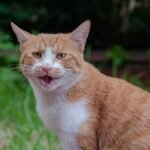 8 Common Cat Sounds and What They Really Mean