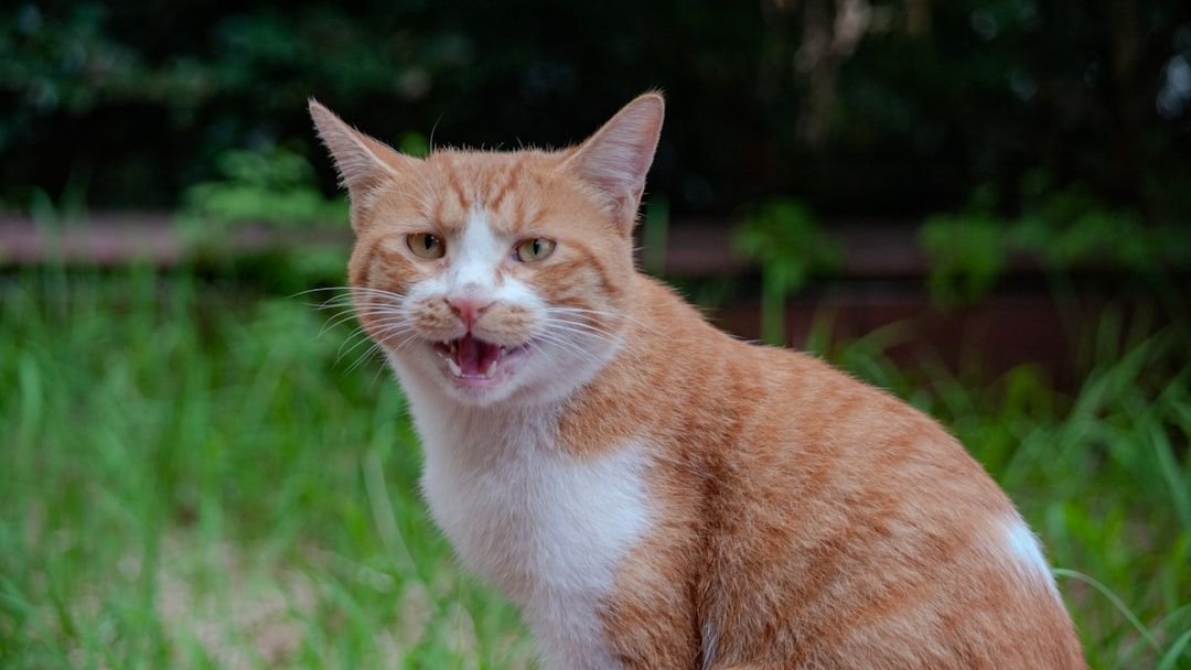 8 Common Cat Sounds and What They Really Mean