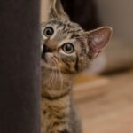 8 Gentle Ways to Coax a Shy Cat Out of Their Shell and Into Your Heart