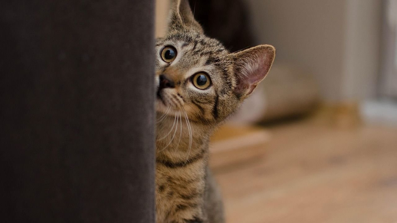 8 Gentle Ways to Coax a Shy Cat Out of Their Shell and Into Your Heart