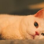 9 Reasons Your Cat's Purr Might Be More Than Just Contentment