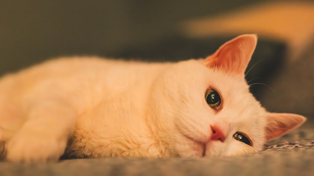 9 Reasons Your Cat's Purr Might Be More Than Just Contentment