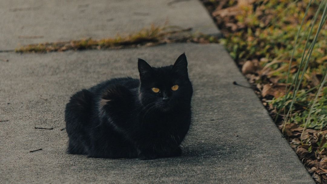 6 Old Wives' Tales About Black Cats Debunked by Modern Science