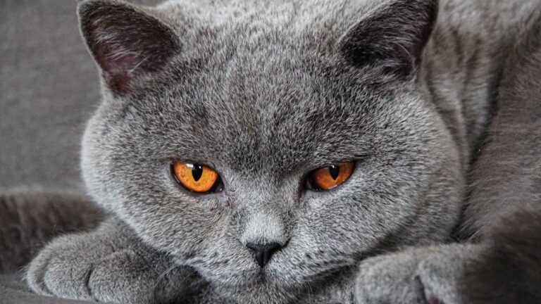 7 Cat Breeds Known for Their Couch-Potato Charm: Perfect Lap Warmers!