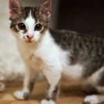 6 Common Household Items That Are Secretly Your Cat's Favorite Toys