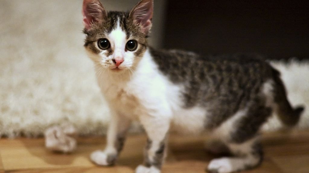 6 Common Household Items That Are Secretly Your Cat's Favorite Toys