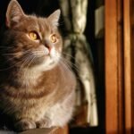 12 Little Luxuries That Make Your Senior Cat's Golden Years Truly Shine
