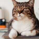 10 Unique Cat Habits That Prove They're the Quirkiest Roommates Ever