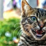 Why Do Some Cats 'Talk' Constantly, and Others Prefer Silent Communication?