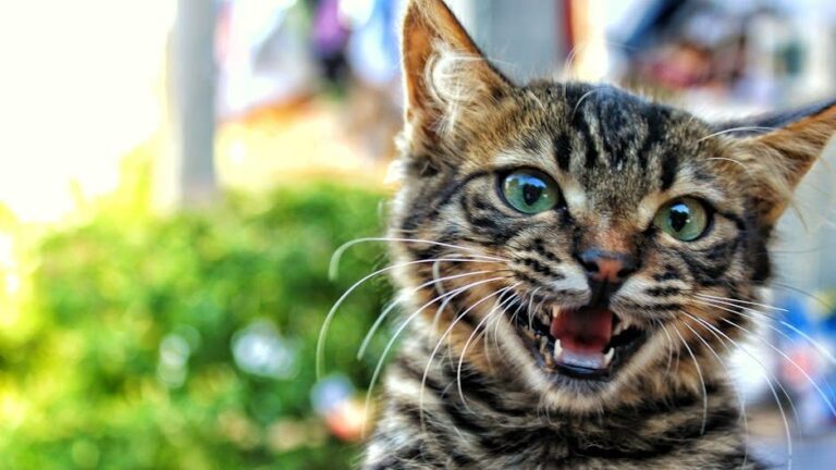 Why Do Some Cats 'Talk' Constantly, and Others Prefer Silent Communication?