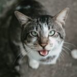 What Makes Some Cat Breeds More 'Talkative' Than Others?