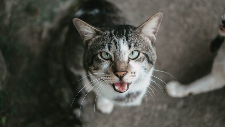 What Makes Some Cat Breeds More 'Talkative' Than Others?