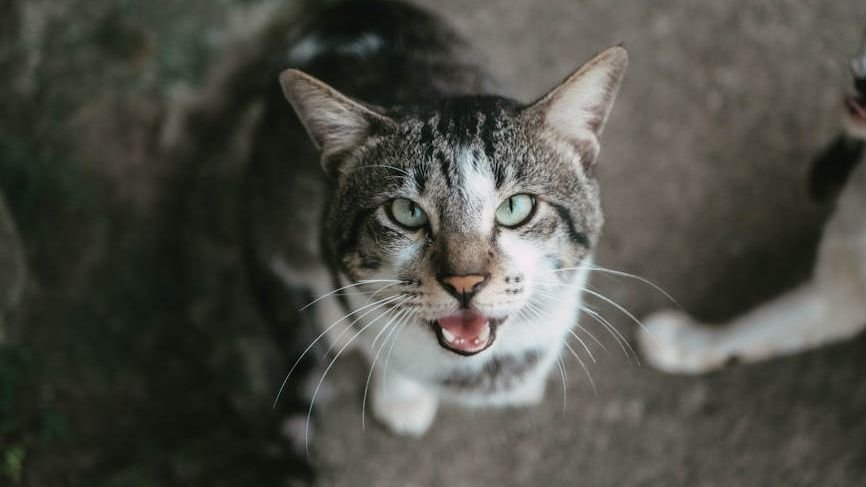 What Makes Some Cat Breeds More 'Talkative' Than Others?