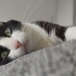 What's the Real Reason Some Cats Are 'Dog People' and Others Aren't?