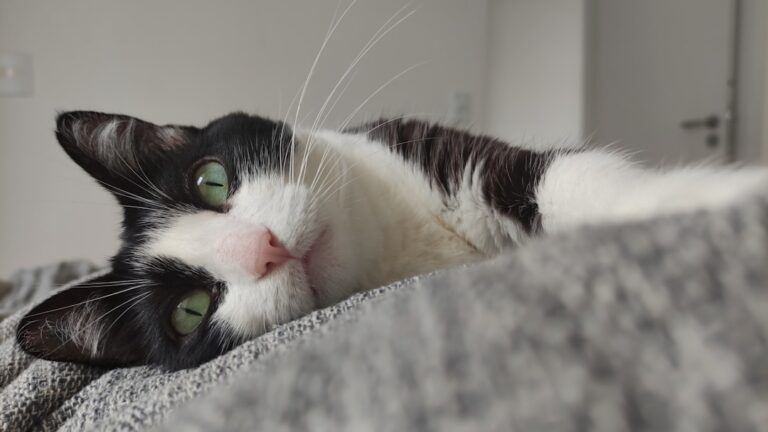 What's the Real Reason Some Cats Are 'Dog People' and Others Aren't?