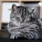 Does My Cat's 'Slow Blink' Mean They Truly Trust and Adore Me?