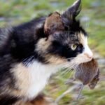 Why Do Some Cats Bring 'Gifts' and Others Simply Ignore Their Prey?