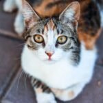 10 Curious Cat Behaviors Only True Feline Fanatics Understand