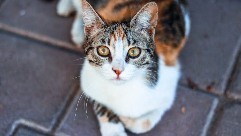 10 Curious Cat Behaviors Only True Feline Fanatics Understand