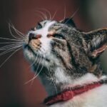 Your Cat's Purr Isn't Always a Sign of Contentment