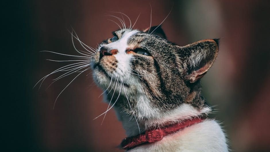 Your Cat's Purr Isn't Always a Sign of Contentment